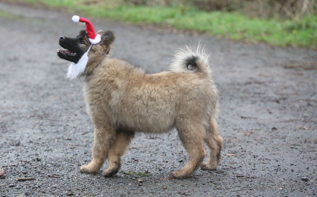 chiot Eurasier Du Royaume D'ebène