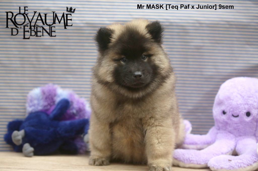 Du Royaume D'ebène - Chiot disponible  - Eurasier