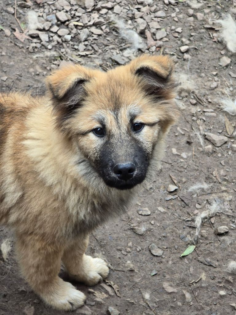 Du Royaume D'ebène - Chiot disponible  - Eurasier