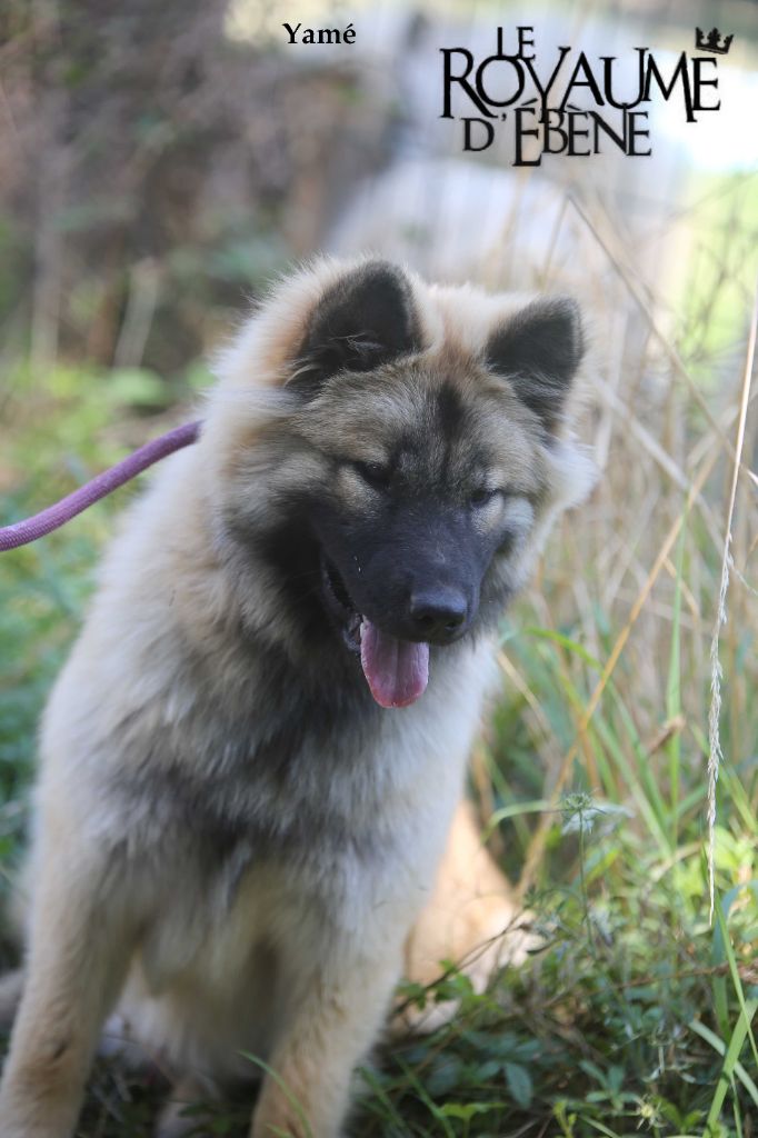 Du Royaume D'ebène - Chiot disponible  - Eurasier