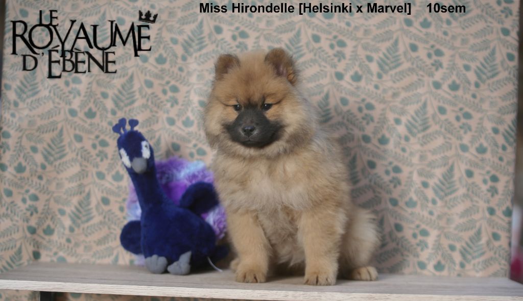 Du Royaume D'ebène - Chiot disponible  - Eurasier