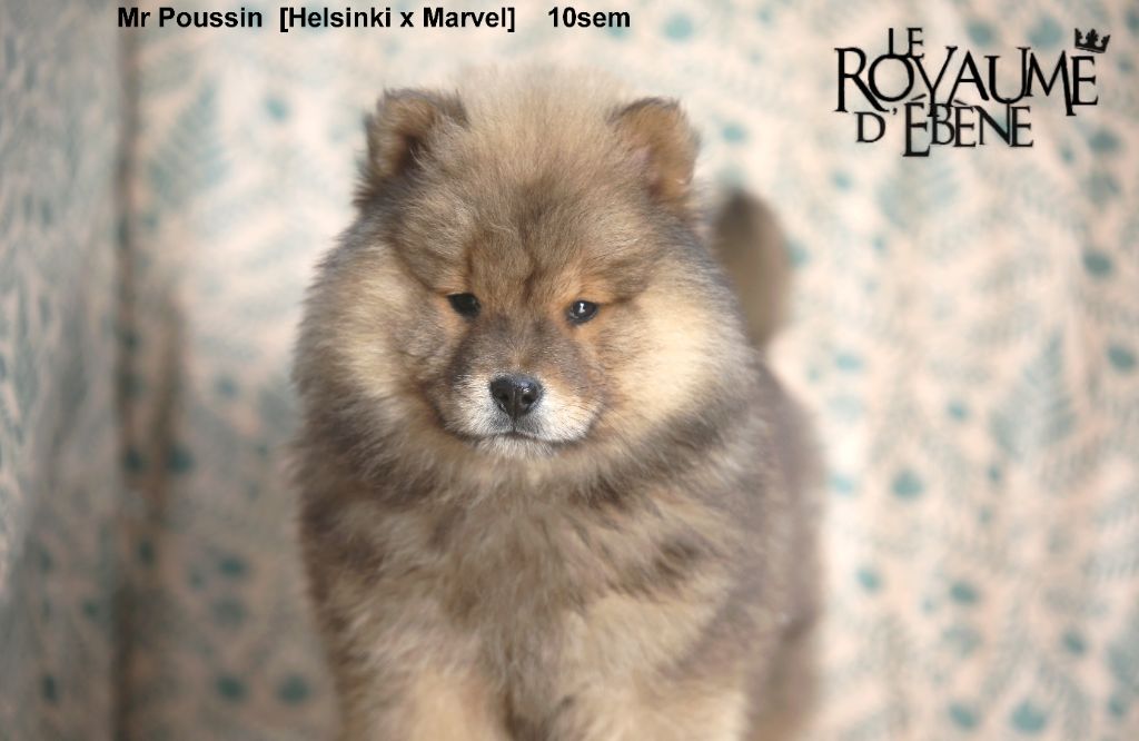 Du Royaume D'ebène - Chiot disponible  - Eurasier