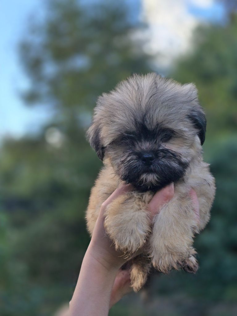 Du Royaume D'ebène - Chiot disponible  - Lhassa Apso