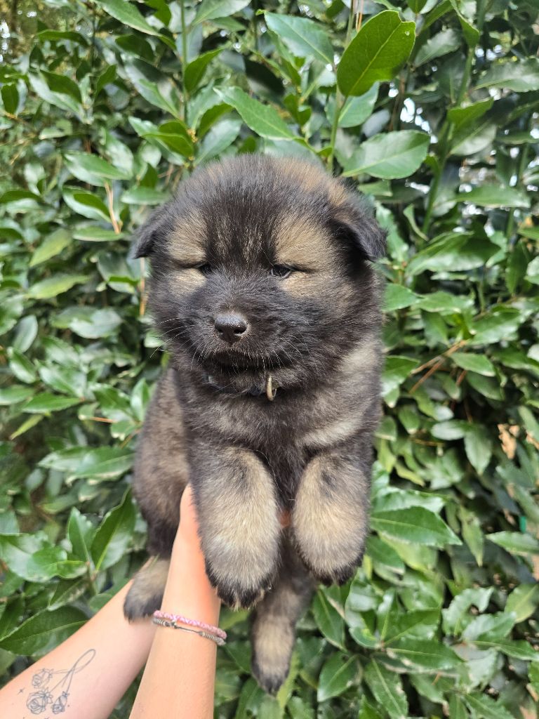 Du Royaume D'ebène - Chiot disponible  - Eurasier