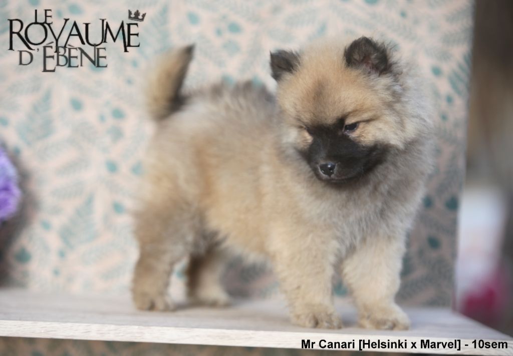 Du Royaume D'ebène - Chiot disponible  - Eurasier