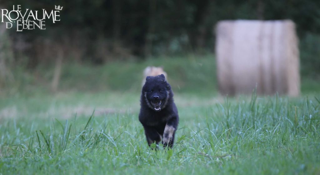 Du Royaume D'ebène - Chiot disponible  - Eurasier