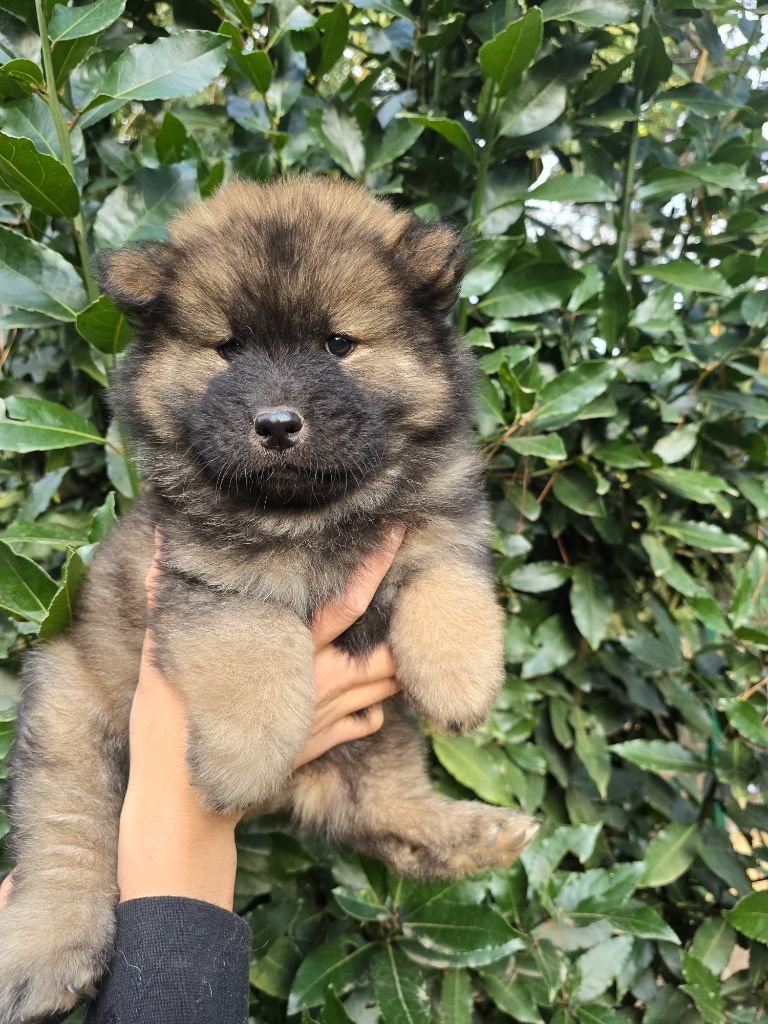 Du Royaume D'ebène - Chiot disponible  - Eurasier