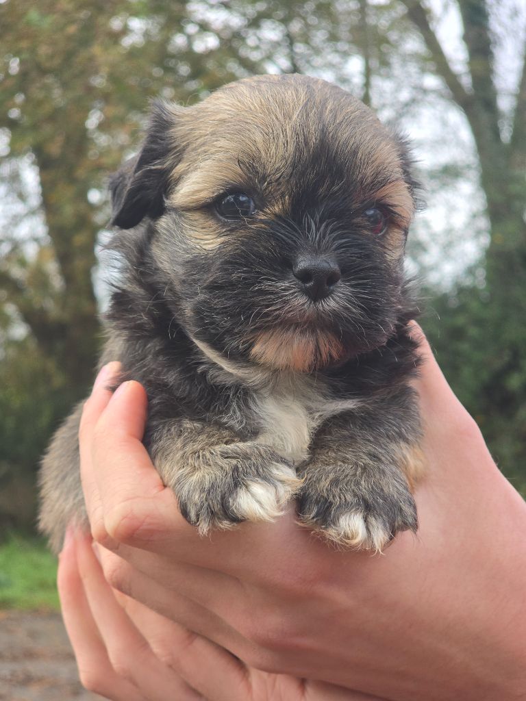 Du Royaume D'ebène - Chiot disponible  - Lhassa Apso