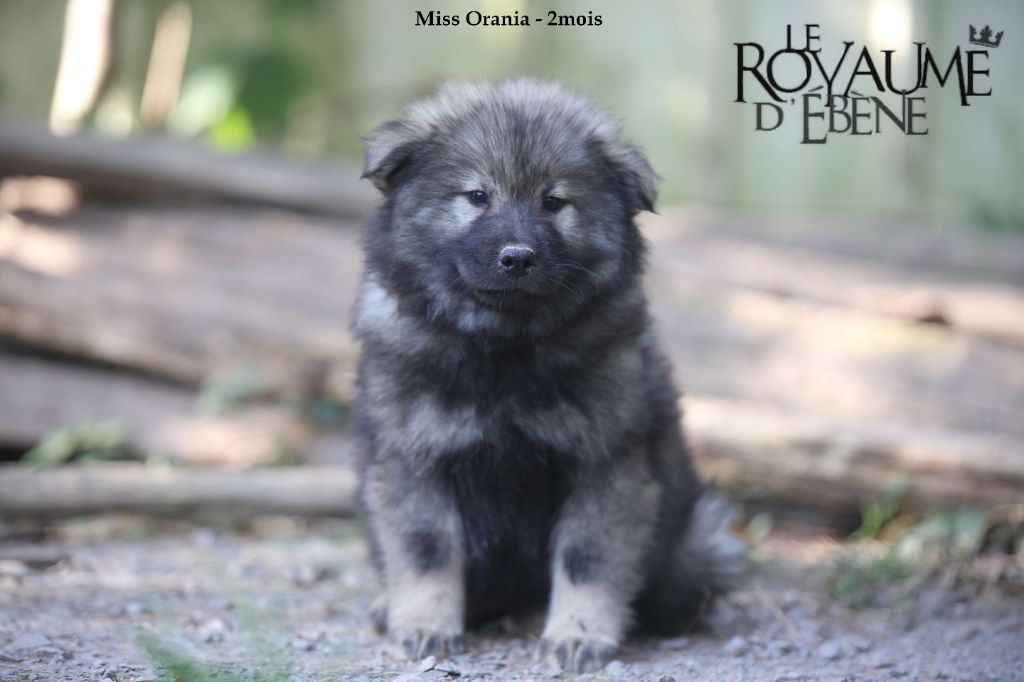 Du Royaume D'ebène - Chiot disponible  - Eurasier