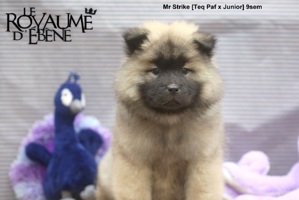 Du Royaume D'ebène - Chiot disponible  - Eurasier