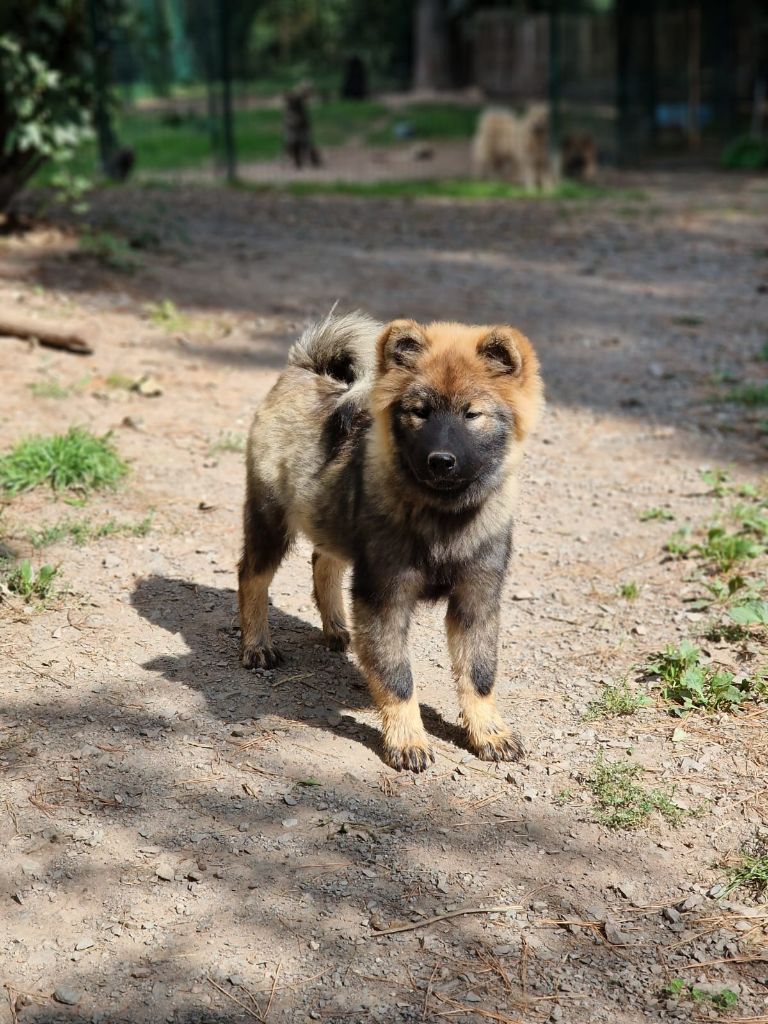 Du Royaume D'ebène - Chiot disponible  - Eurasier