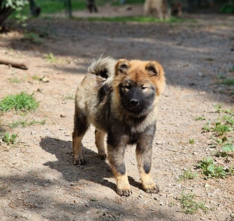 chiot Eurasier Du Royaume D'ebène