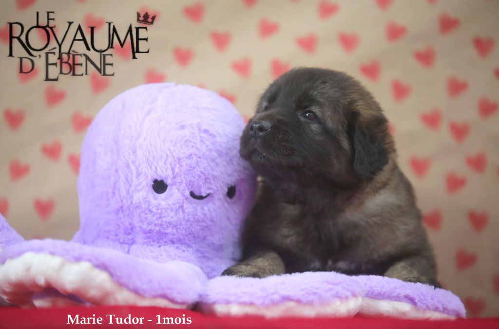 Du Royaume D'ebène - Chiot disponible  - Leonberger