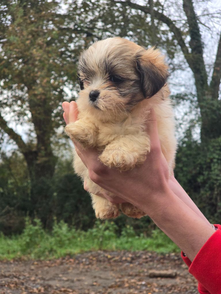 Du Royaume D'ebène - Chiot disponible  - Lhassa Apso