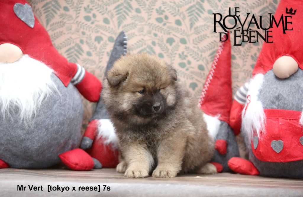 Du Royaume D'ebène - Chiot disponible  - Eurasier