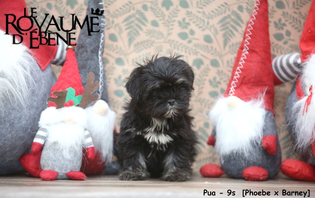 Du Royaume D'ebène - Chiot disponible  - Lhassa Apso