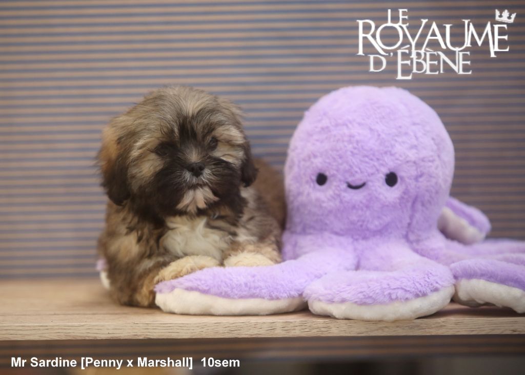 Du Royaume D'ebène - Chiot disponible  - Lhassa Apso