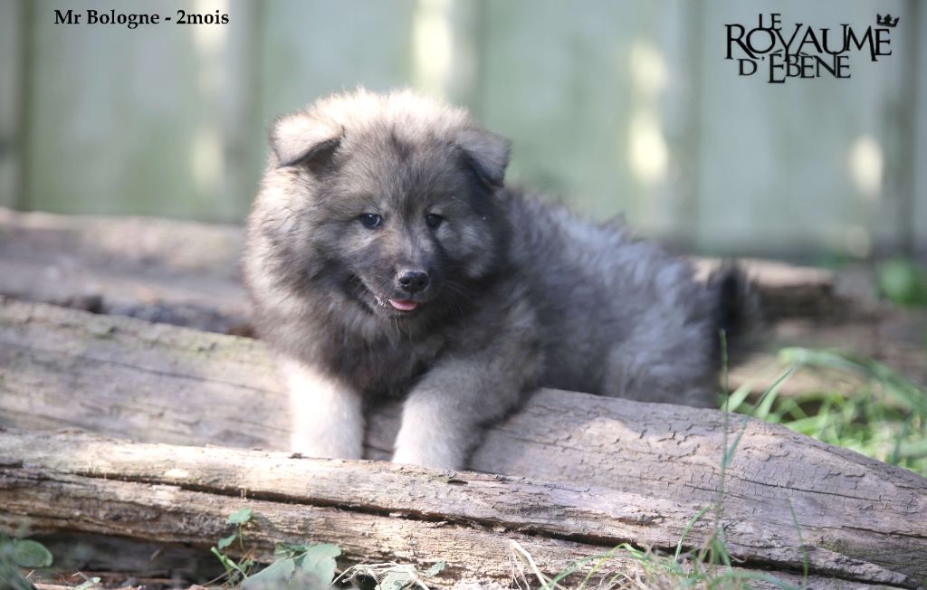 Du Royaume D'ebène - Chiot disponible  - Eurasier