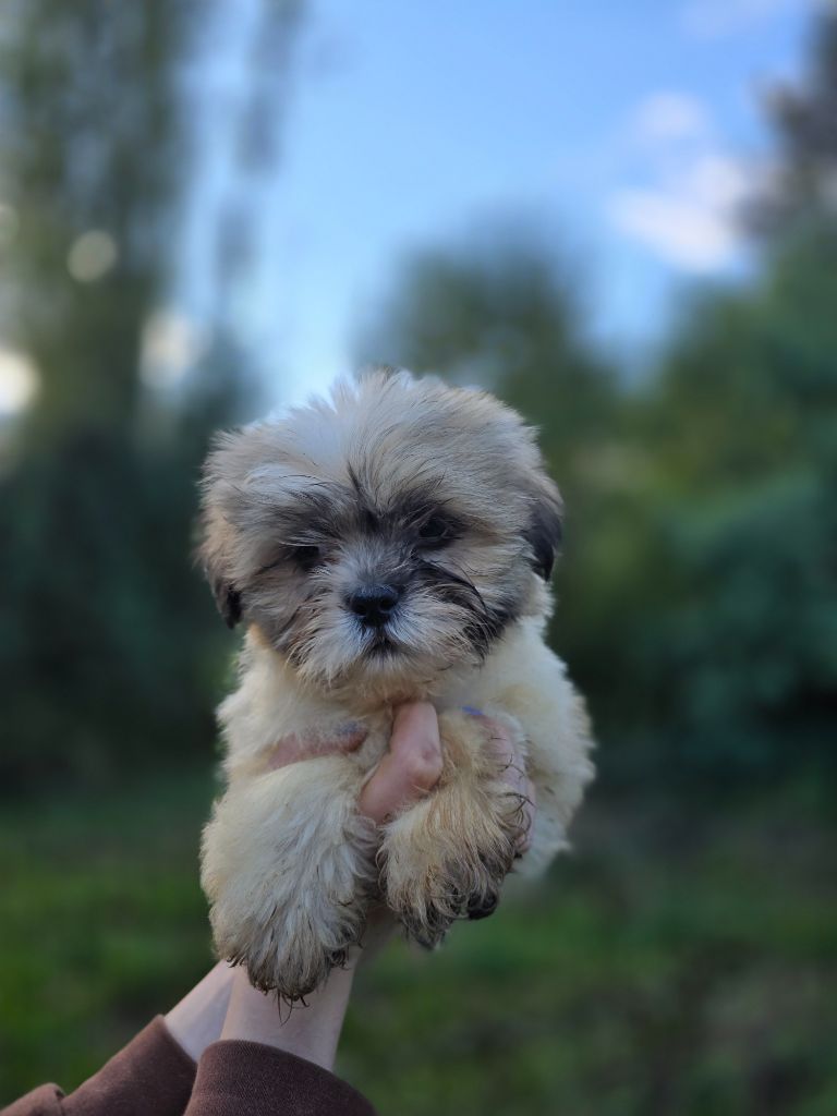 Du Royaume D'ebène - Chiot disponible  - Lhassa Apso