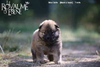 Du Royaume D'ebène - Eurasier - Portée née le 09/06/2022