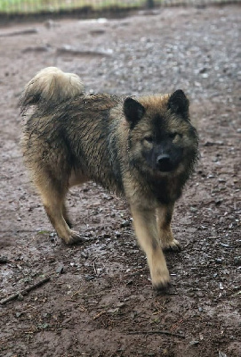 Du Royaume D'ebène - Eurasier - Portée née le 29/11/2023