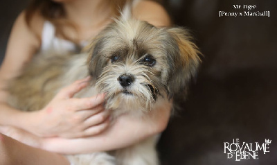 Du Royaume D'ebène - Lhassa Apso - Portée née le 13/02/2024