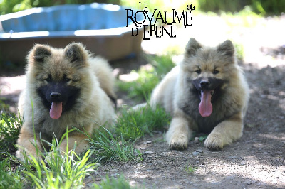 Du Royaume D'ebène - Eurasier - Portée née le 24/11/2023