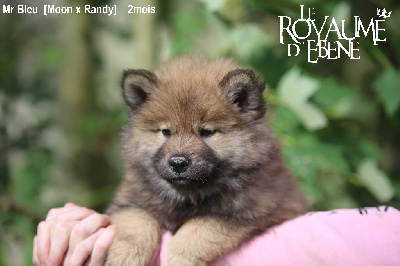 Du Royaume D'ebène - Eurasier - Portée née le 01/09/2023