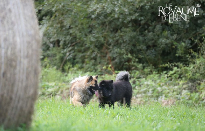 Du Royaume D'ebène - Eurasier - Portée née le 28/02/2024