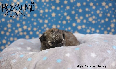 Miss Pomme 