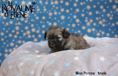 Miss Pomme 