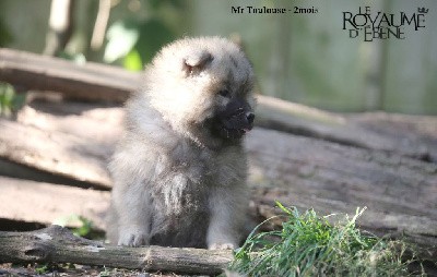 Mr toulouse