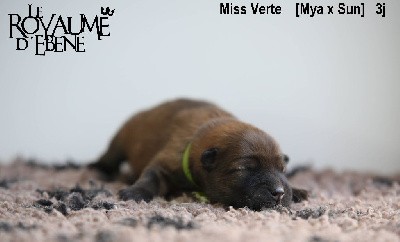 Miss Verte