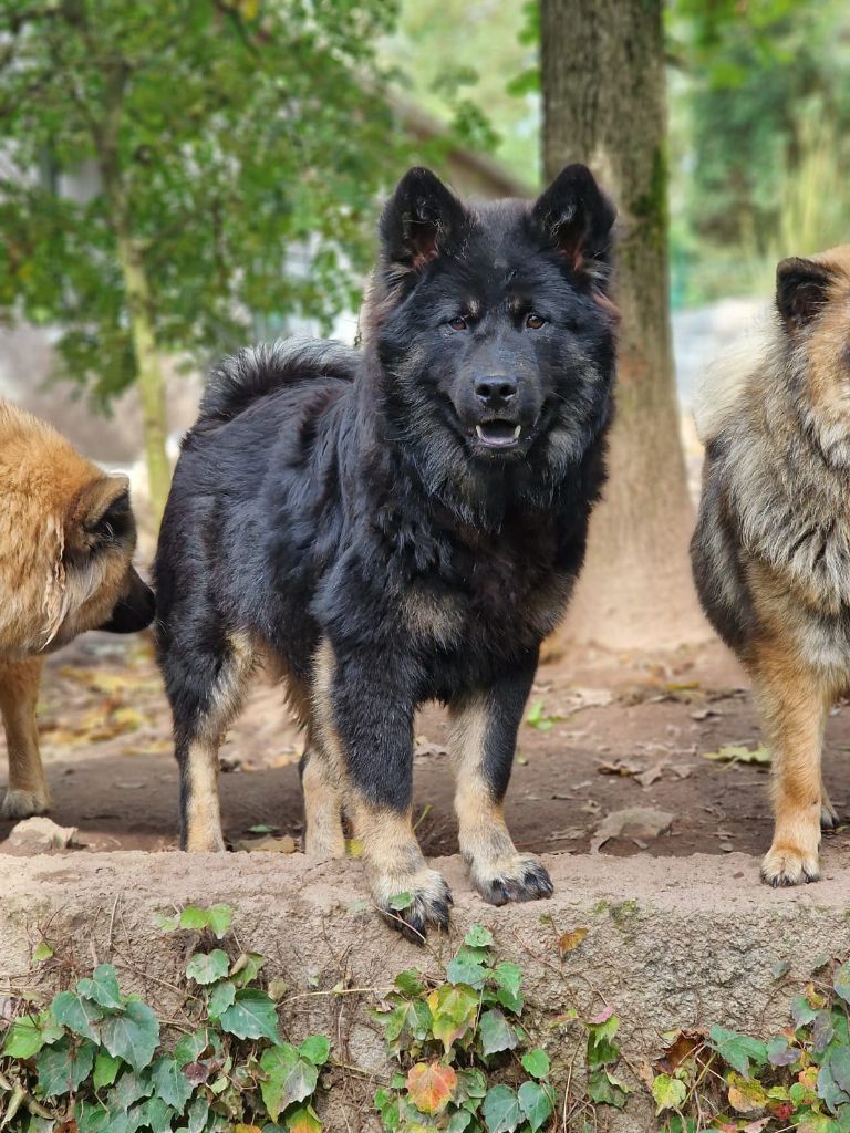 Du Royaume D'ebène - Chiot disponible  - Eurasier