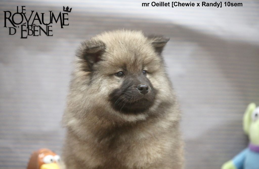 Du Royaume D'ebène - Chiot disponible  - Eurasier