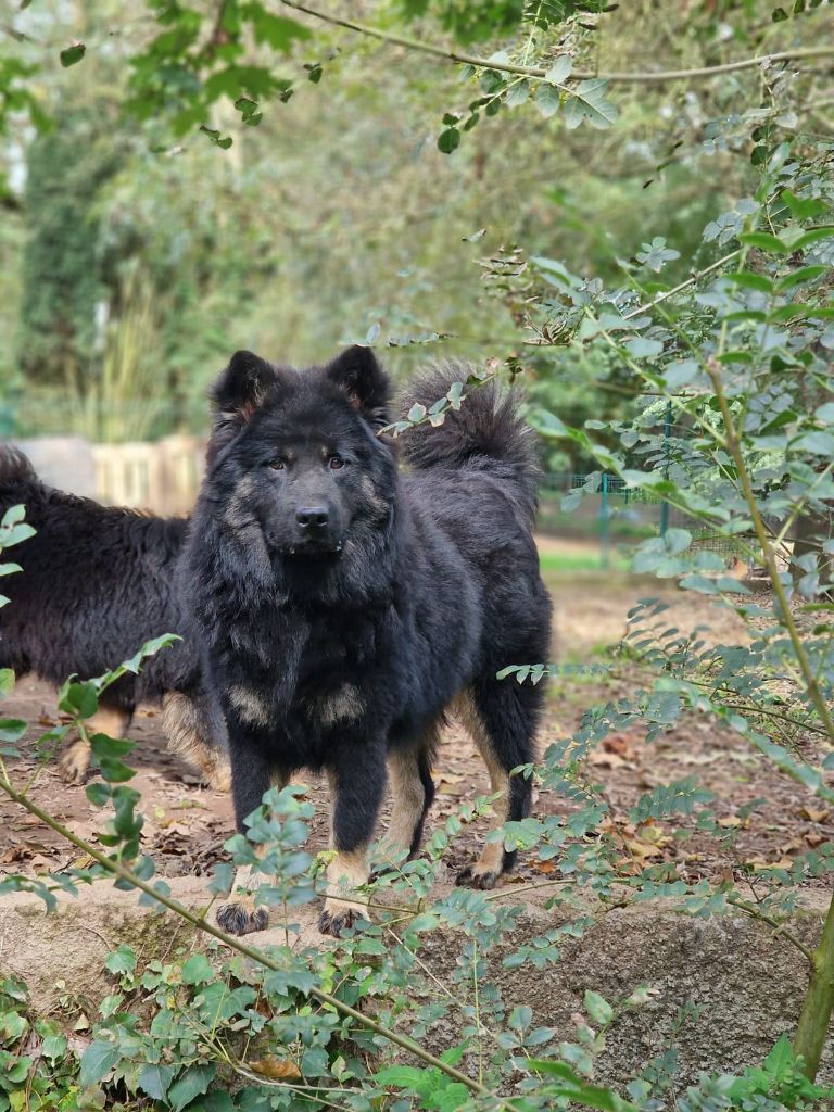 Du Royaume D'ebène - Chiot disponible  - Eurasier