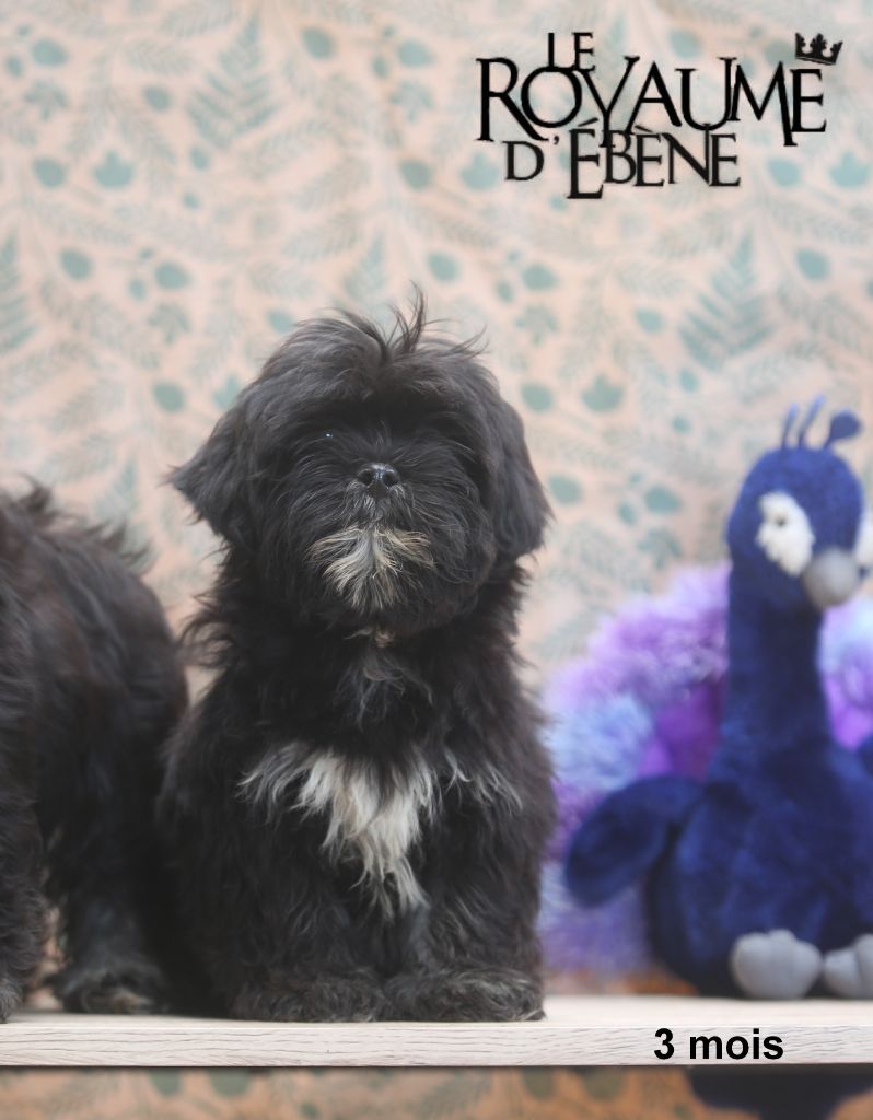 Du Royaume D'ebène - Chiot disponible  - Lhassa Apso