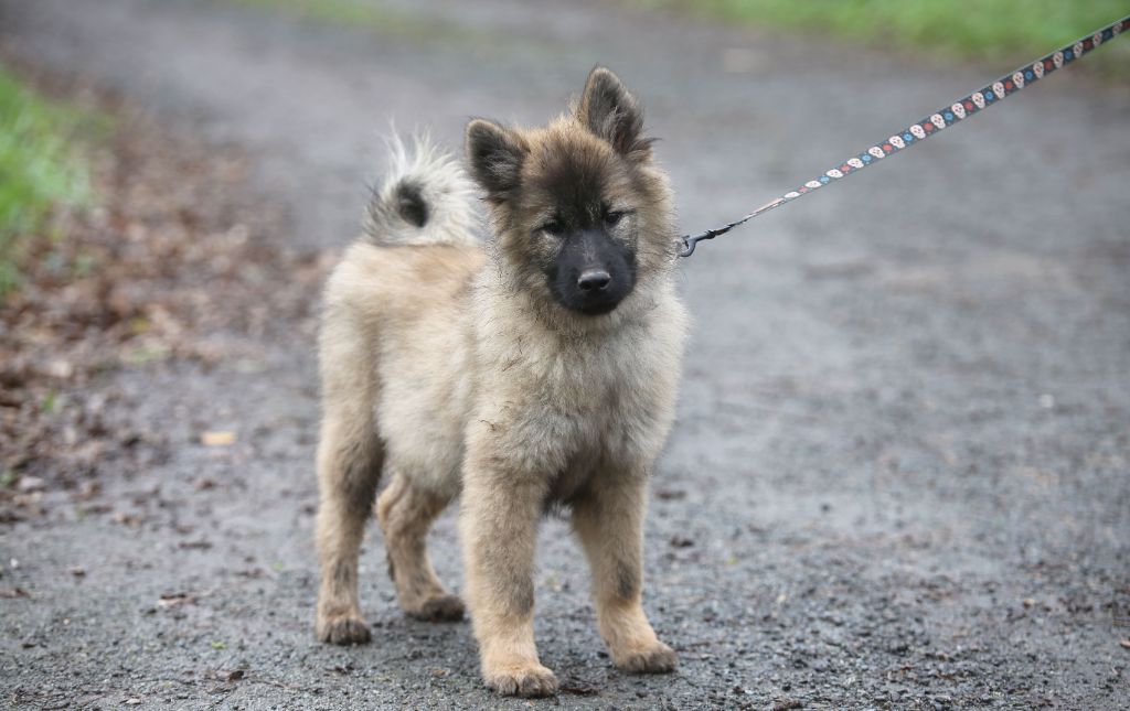 Du Royaume D'ebène - Chiot disponible  - Eurasier