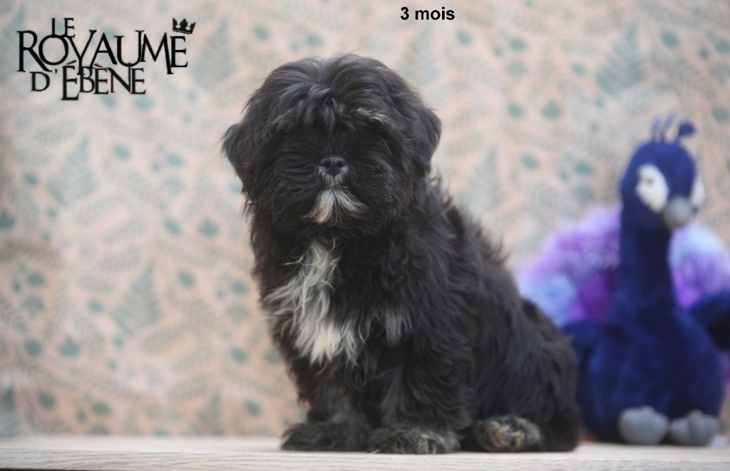 Du Royaume D'ebène - Chiot disponible  - Lhassa Apso