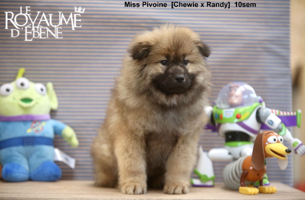 Du Royaume D'ebène - Chiot disponible  - Eurasier