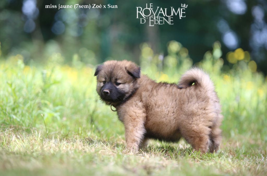 Du Royaume D'ebène - Chiot disponible  - Eurasier