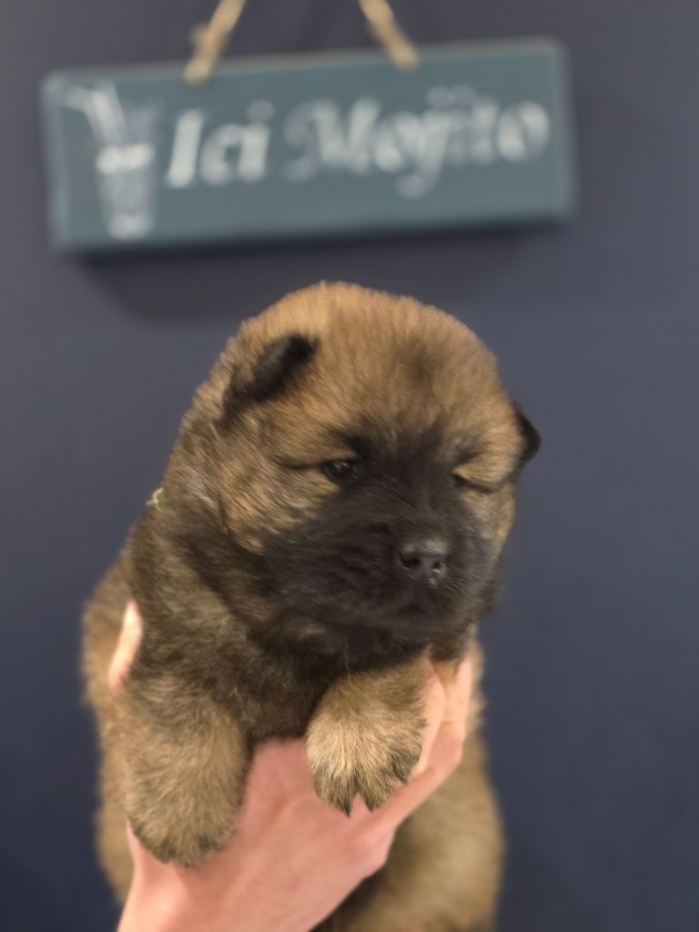 Du Royaume D'ebène - Chiot disponible  - Eurasier