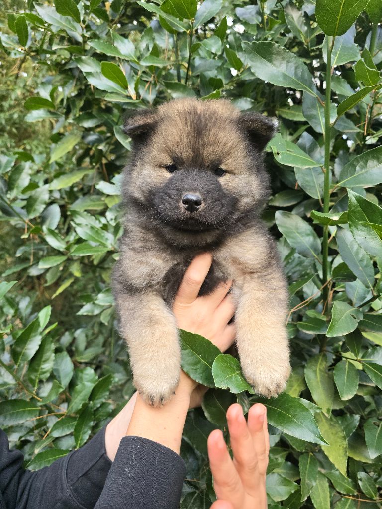 Du Royaume D'ebène - Chiot disponible  - Eurasier