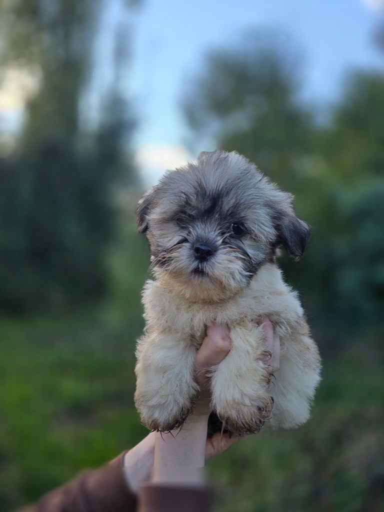 Du Royaume D'ebène - Chiot disponible  - Lhassa Apso