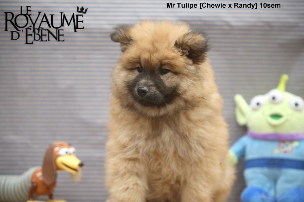 Du Royaume D'ebène - Chiot disponible  - Eurasier