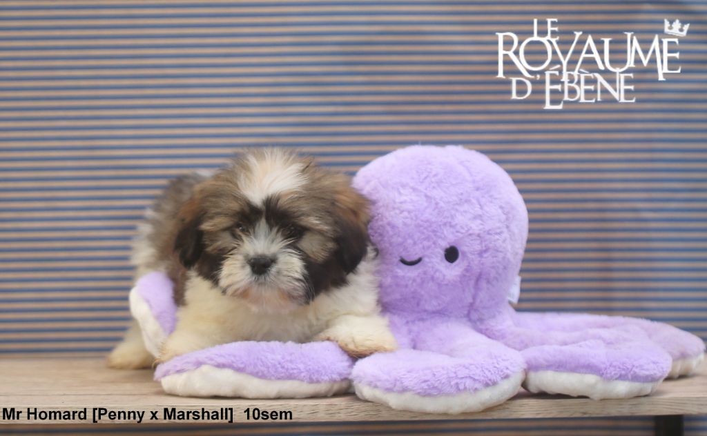 Du Royaume D'ebène - Chiot disponible  - Lhassa Apso