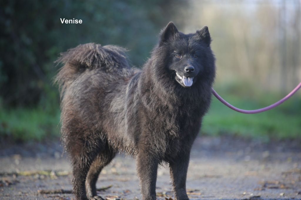 Du Royaume D'ebène - Chiot disponible  - Eurasier