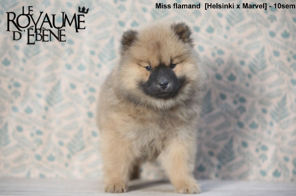 Du Royaume D'ebène - Chiot disponible  - Eurasier