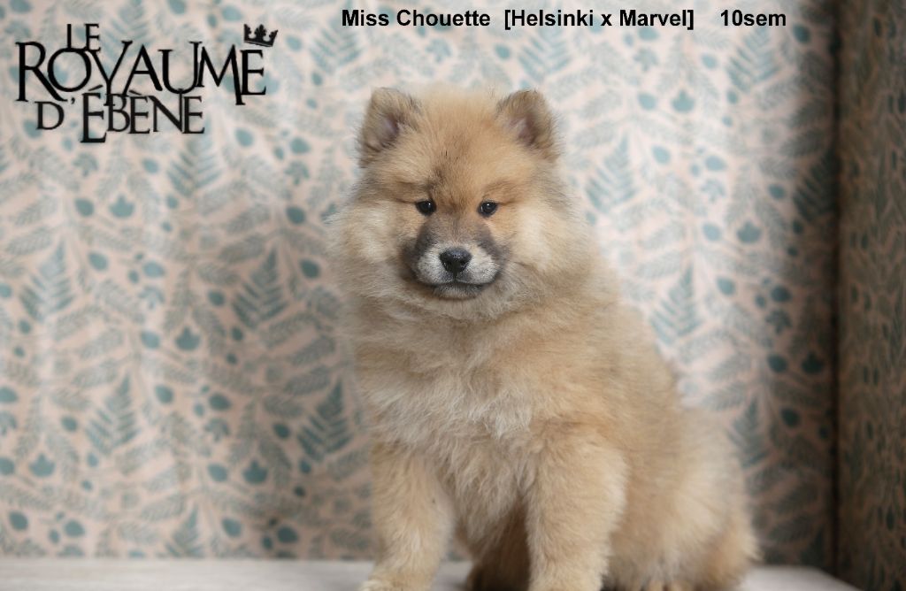 Du Royaume D'ebène - Chiot disponible  - Eurasier