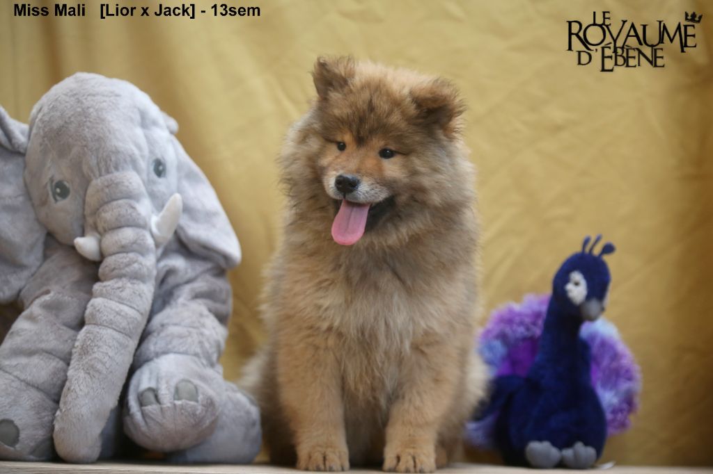 chiot Eurasier Du Royaume D'ebène